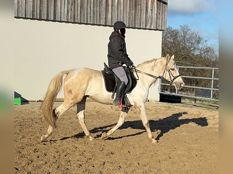 PRE Mix Hengst 8 Jaar 155 cm Gevlekt-paard in Daleiden