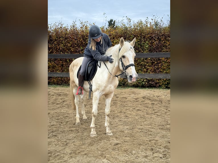 PRE Mix Hengst 8 Jaar 155 cm Gevlekt-paard in Daleiden