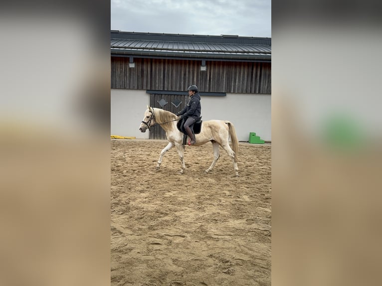 PRE Mix Hengst 8 Jaar 155 cm Gevlekt-paard in Daleiden