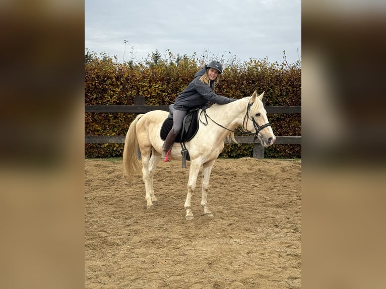 PRE Mix Hengst 8 Jaar 155 cm Gevlekt-paard in Daleiden