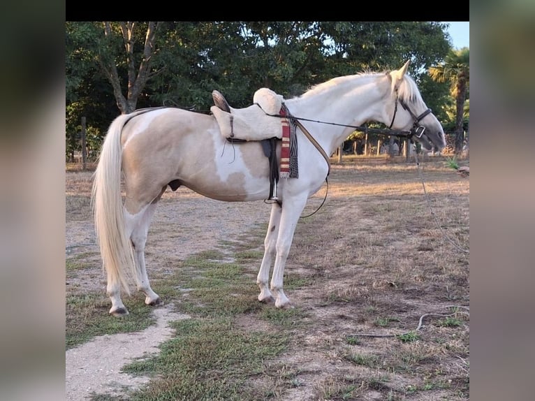 PRE Mix Hengst 8 Jaar 155 cm Gevlekt-paard in Daleiden