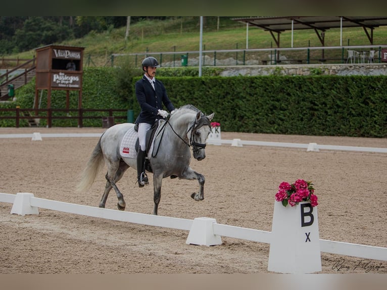 PRE Mix Hengst 8 Jaar 156 cm Schimmel in Heras