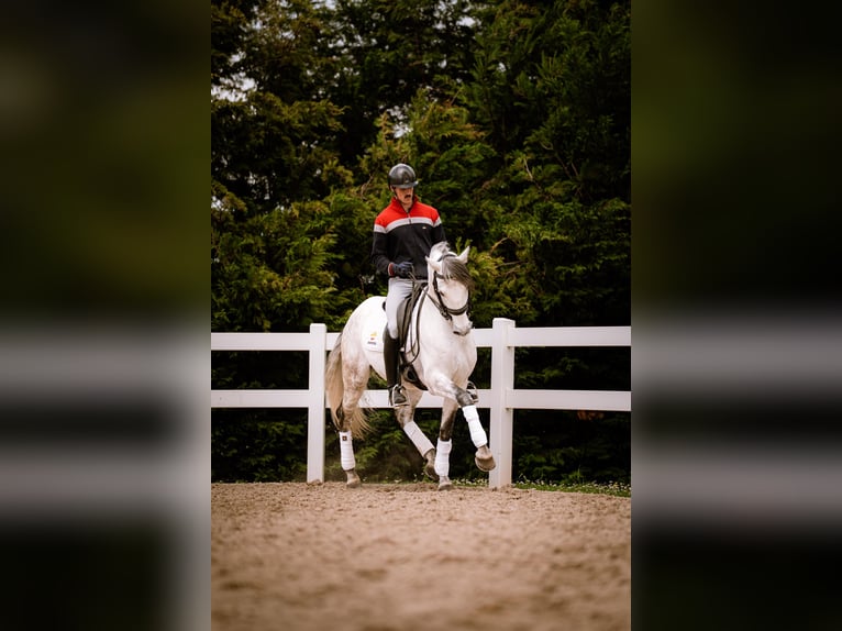 PRE Mix Hengst 8 Jaar 156 cm Schimmel in Heras