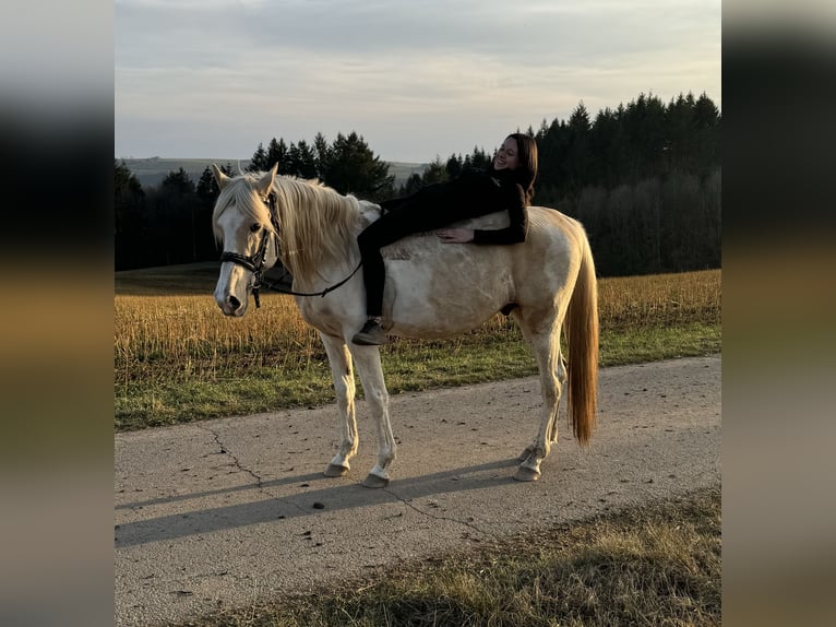 PRE Mix Hengst 8 Jaar 157 cm Gevlekt-paard in Daleiden