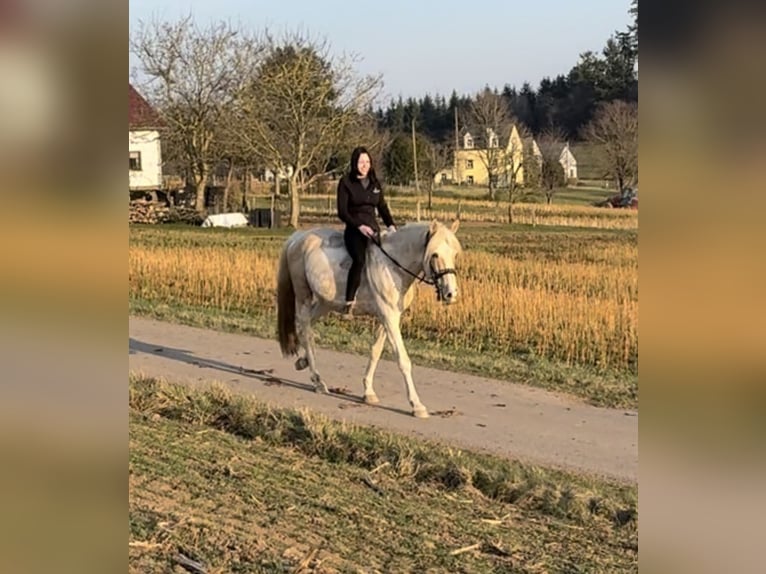 PRE Mix Hengst 8 Jaar 157 cm Gevlekt-paard in Daleiden