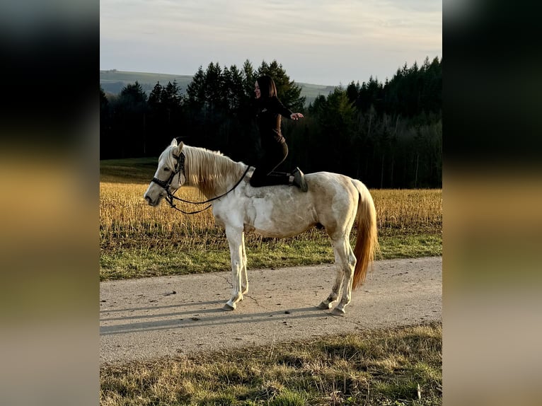 PRE Mix Hengst 8 Jaar 157 cm Gevlekt-paard in Daleiden