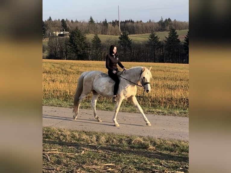 PRE Mix Hengst 8 Jaar 157 cm Gevlekt-paard in Daleiden