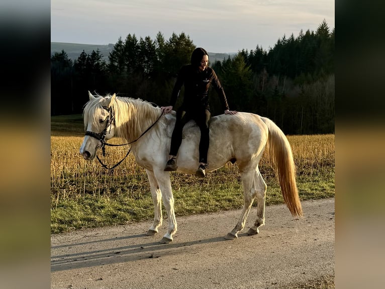 PRE Mix Hengst 8 Jaar 157 cm Gevlekt-paard in Daleiden