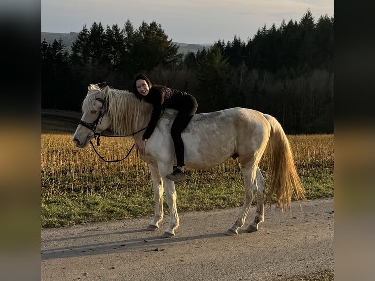 PRE Mix Hengst 8 Jaar 157 cm Gevlekt-paard in Daleiden