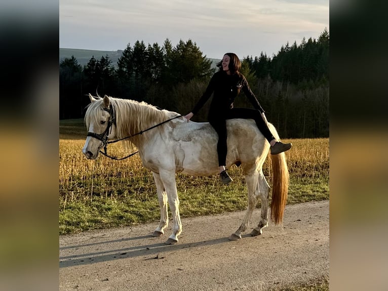 PRE Mix Hengst 8 Jaar 157 cm Gevlekt-paard in Daleiden