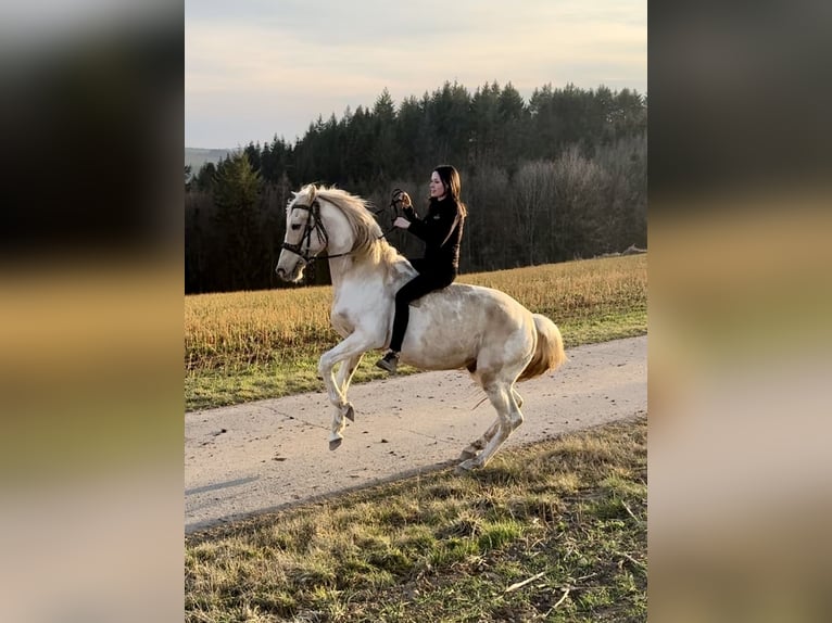 PRE Mix Hengst 8 Jaar 157 cm Gevlekt-paard in Daleiden