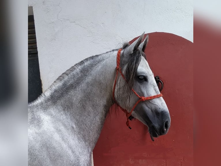 PRE Mix Hengst 8 Jaar 157 cm Schimmel in Sevilla