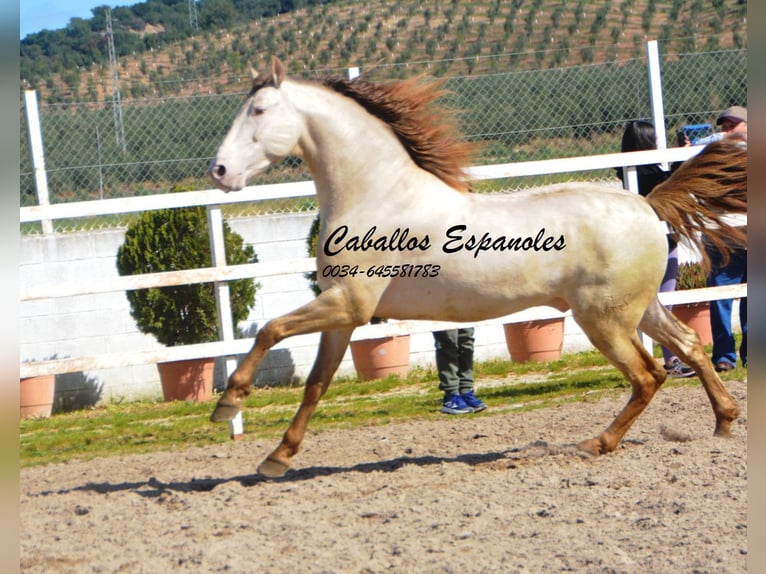 PRE Hengst 8 Jaar 158 cm Perlino in Vejer de la Frontera