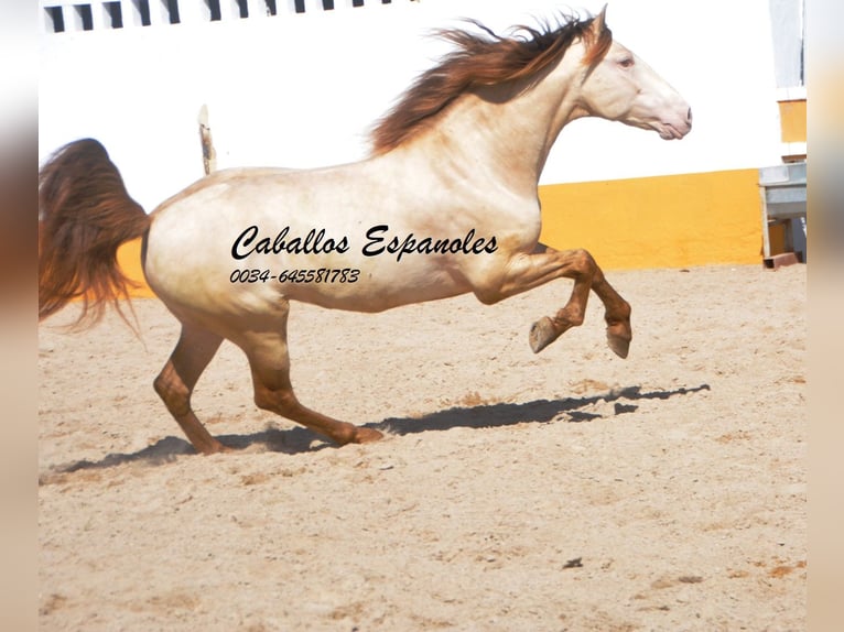 PRE Hengst 8 Jaar 158 cm Perlino in Vejer de la Frontera