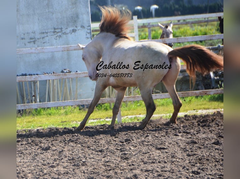 PRE Hengst 8 Jaar 158 cm Perlino in Vejer de la Frontera