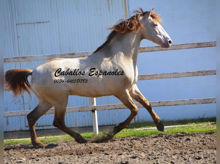 PRE Hengst 8 Jaar 158 cm Perlino in Vejer de la Frontera