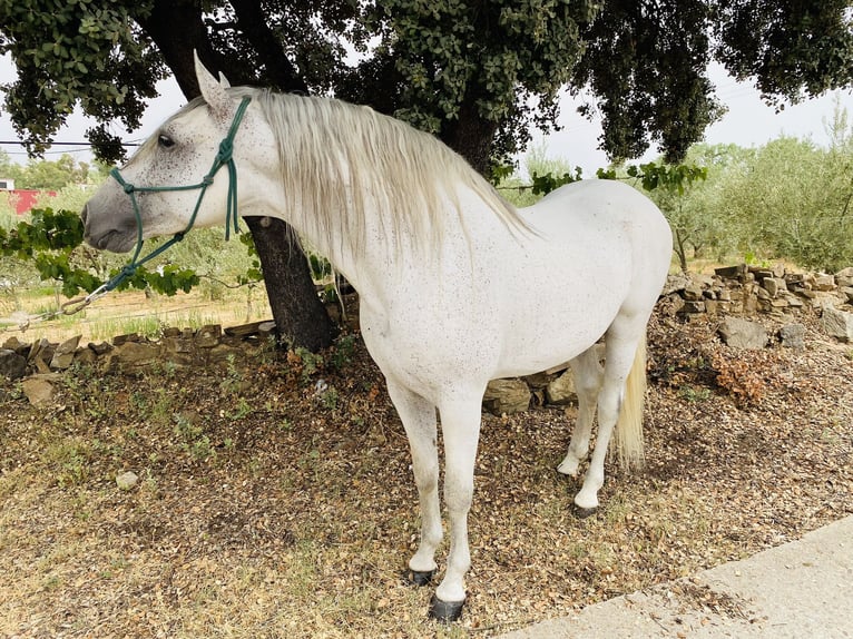 PRE Mix Hengst 8 Jaar 159 cm Vliegenschimmel in Madrid