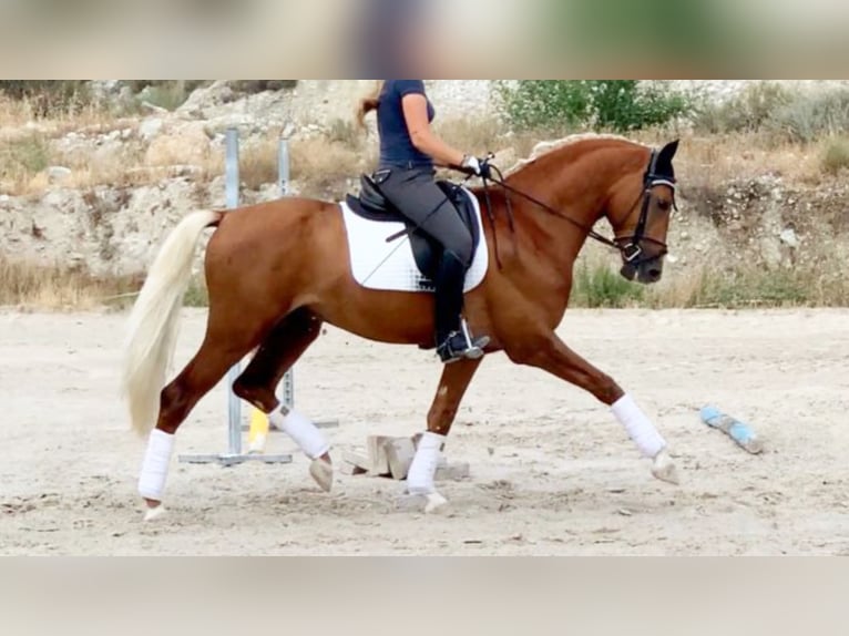 PRE Mix Hengst 8 Jaar 160 cm Palomino in NAVAS DEL MADRONO