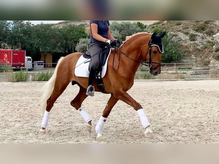 PRE Mix Hengst 8 Jaar 160 cm Palomino in NAVAS DEL MADRONO