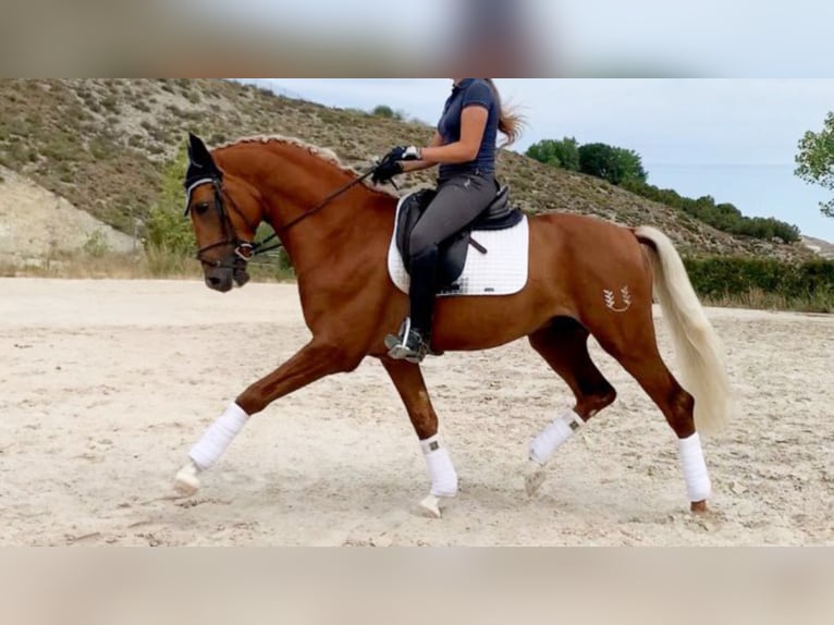 PRE Mix Hengst 8 Jaar 160 cm Palomino in NAVAS DEL MADRONO