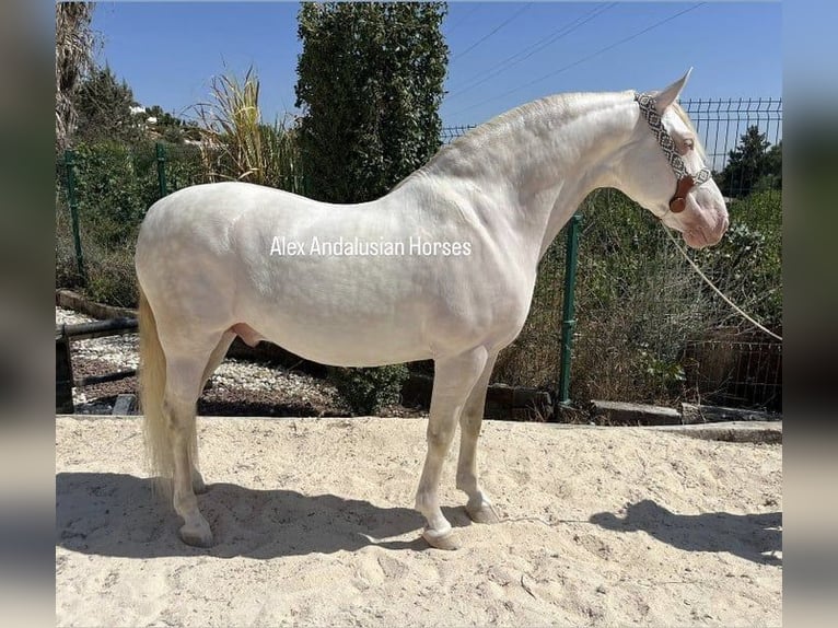 PRE Mix Hengst 8 Jaar 160 cm Perlino in Sevilla