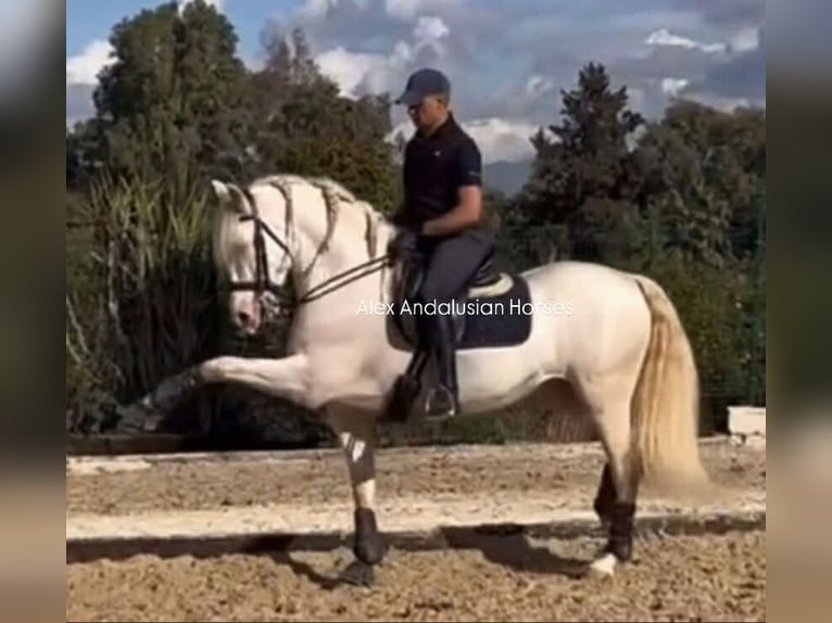 PRE Mix Hengst 8 Jaar 160 cm Perlino in Sevilla