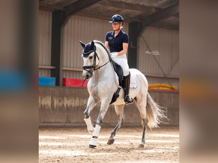 PRE Hengst 8 Jaar 160 cm Schimmel in Vinkeveen