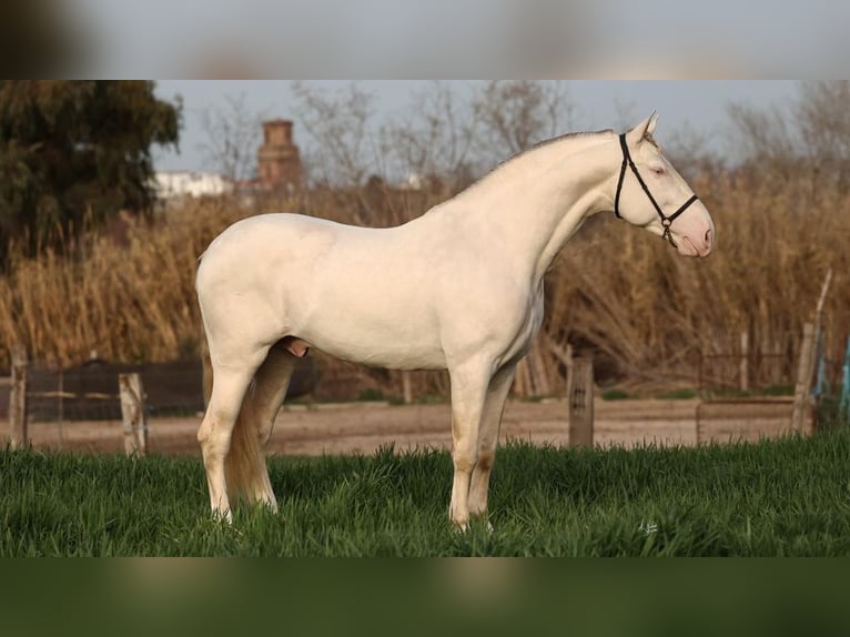 PRE Mix Hengst 8 Jaar 161 cm Perlino in NAVAS DEL MADRONO