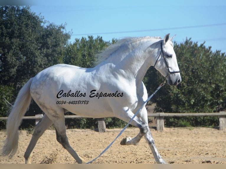 PRE Mix Hengst 8 Jaar 161 cm Schimmel in Vejer de la Frontera