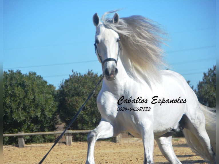 PRE Mix Hengst 8 Jaar 161 cm Schimmel in Vejer de la Frontera