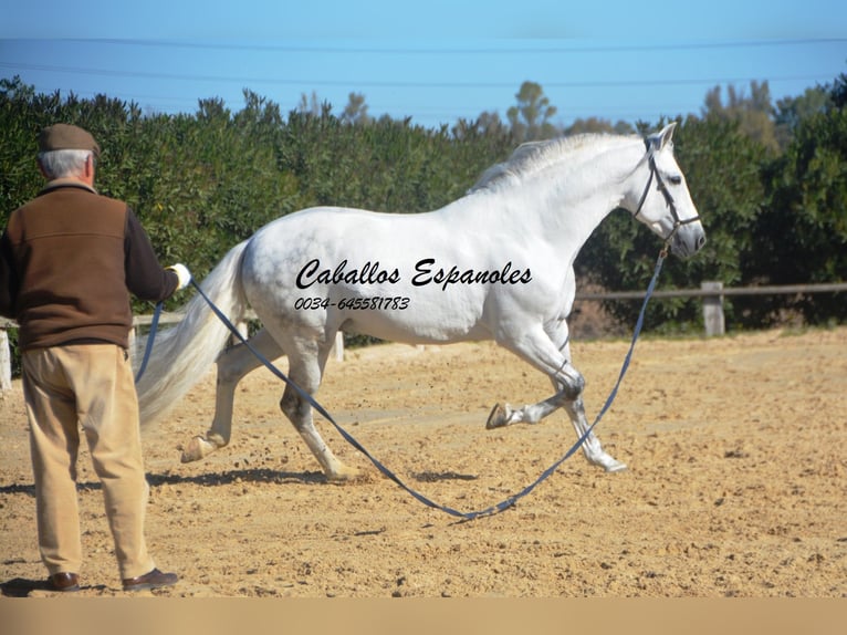 PRE Mix Hengst 8 Jaar 161 cm Schimmel in Vejer de la Frontera