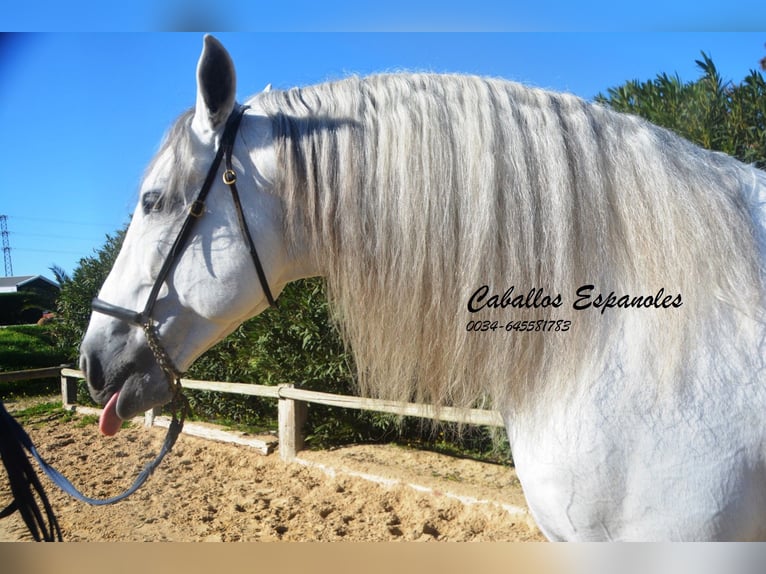 PRE Mix Hengst 8 Jaar 161 cm Schimmel in Vejer de la Frontera