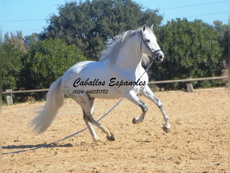 PRE Mix Hengst 8 Jaar 161 cm Schimmel in Vejer de la Frontera