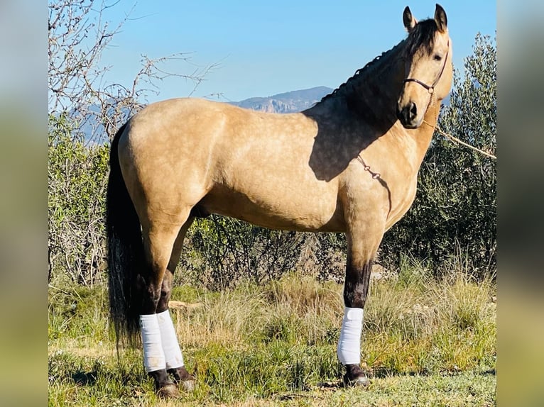 PRE Mix Hengst 8 Jaar 162 cm Buckskin in Martfeld