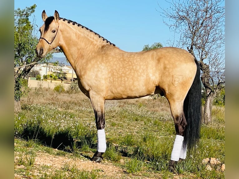 PRE Mix Hengst 8 Jaar 162 cm Buckskin in Martfeld