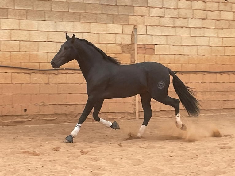 PRE Mix Hengst 8 Jaar 162 cm Donkerbruin in Jaen