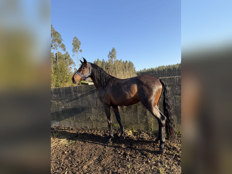 PRE Mix Hengst 8 Jaar 162 cm Donkerbruin in Ferrol