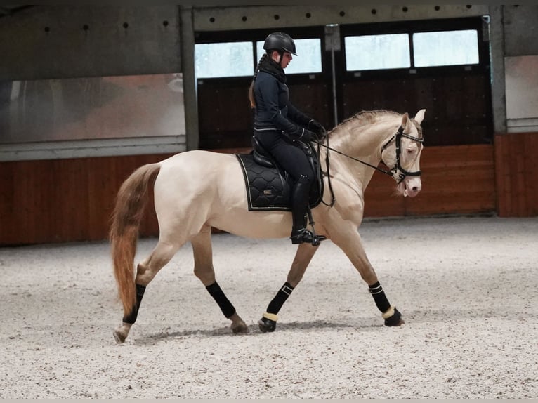 PRE Mix Hengst 8 Jaar 162 cm Perlino in Heuvelland