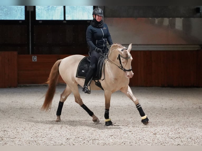 PRE Mix Hengst 8 Jaar 162 cm Perlino in Heuvelland