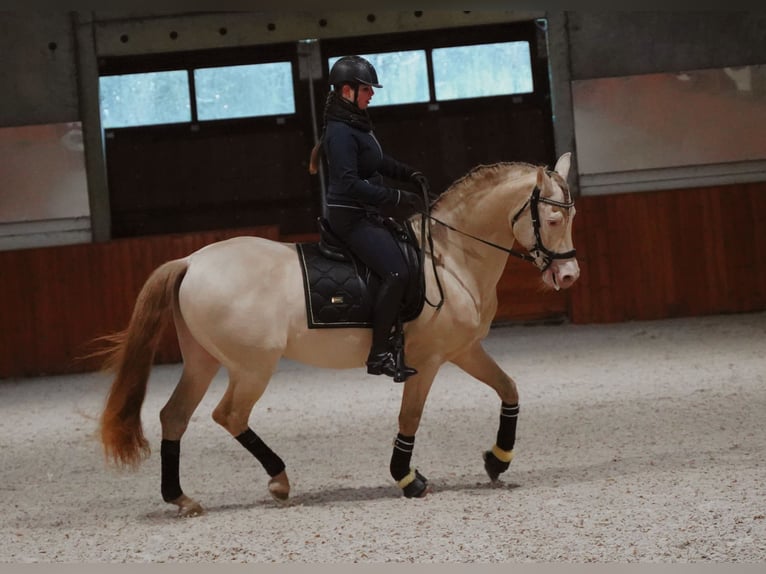 PRE Mix Hengst 8 Jaar 162 cm Perlino in Heuvelland