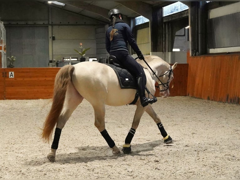 PRE Mix Hengst 8 Jaar 162 cm Perlino in Heuvelland