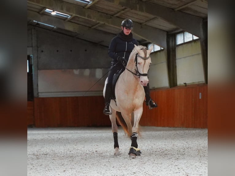 PRE Mix Hengst 8 Jaar 162 cm Perlino in Heuvelland