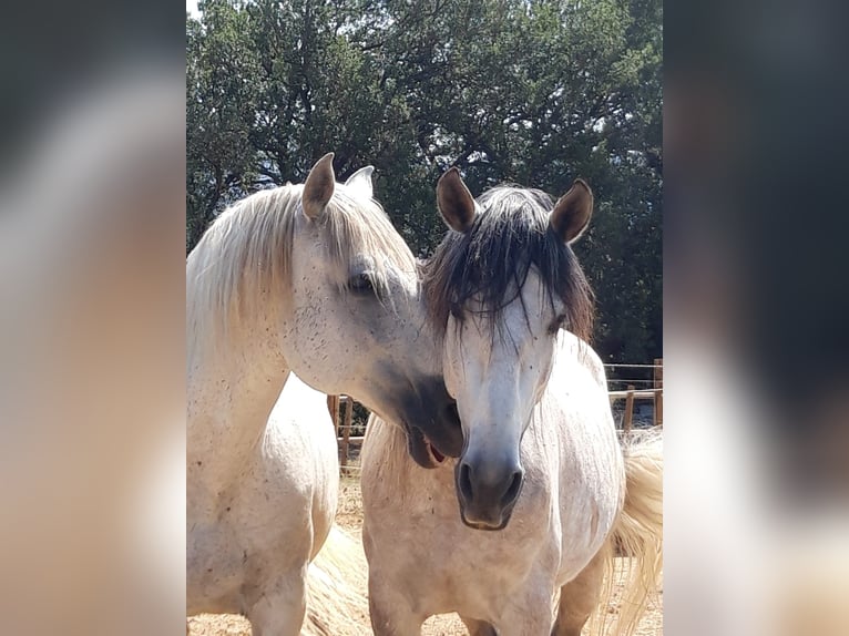 PRE Hengst 8 Jaar 162 cm Schimmel in Pedret i Marza Girona