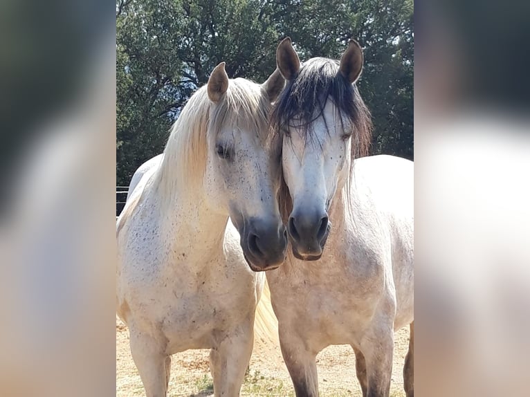 PRE Hengst 8 Jaar 162 cm Schimmel in Pedret i Marza Girona