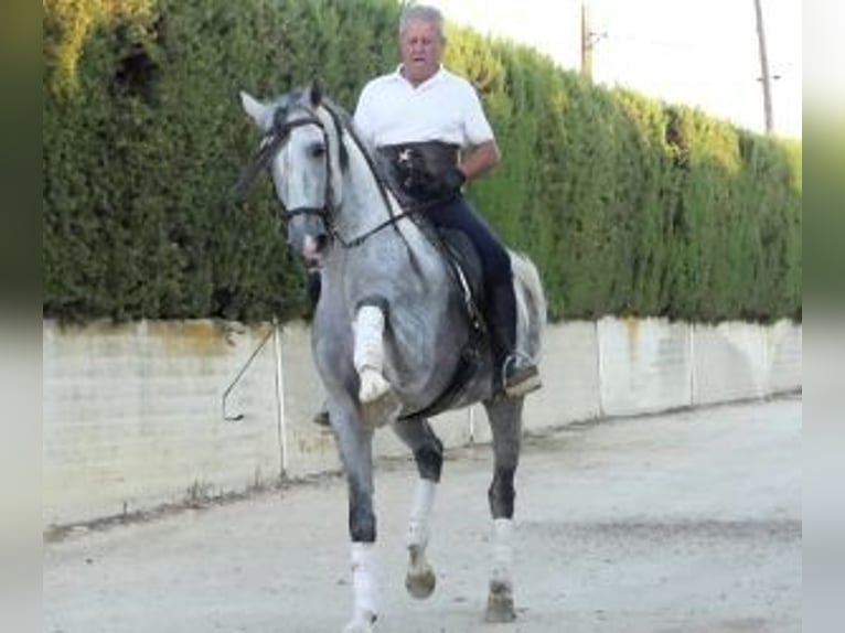 PRE Mix Hengst 8 Jaar 162 cm Schimmel in Sevilla
