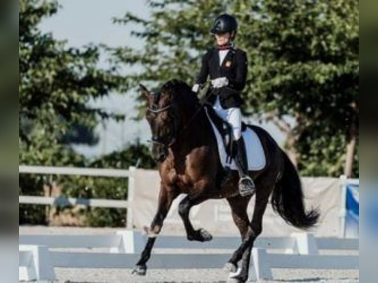 PRE Mix Hengst 8 Jaar 163 cm Roodbruin in MADRID