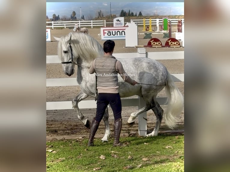 PRE Mix Hengst 8 Jaar 163 cm Schimmel in Sevilla