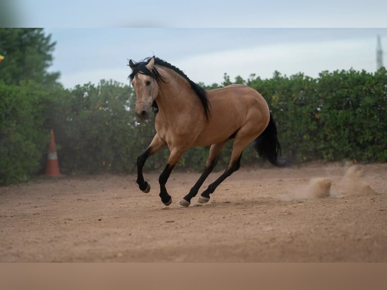 PRE Mix Hengst 8 Jaar 164 cm Falbe in Valencia