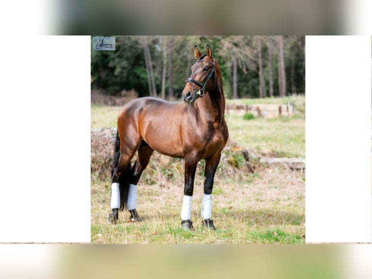 PRE Mix Hengst 8 Jaar 164 cm Roodbruin in NAVAS DEL MADRONO