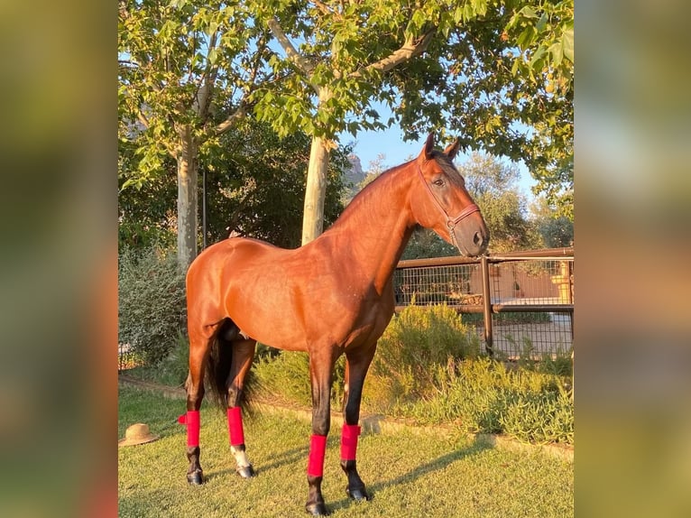 PRE Mix Hengst 8 Jaar 164 cm Roodbruin in Sevilla